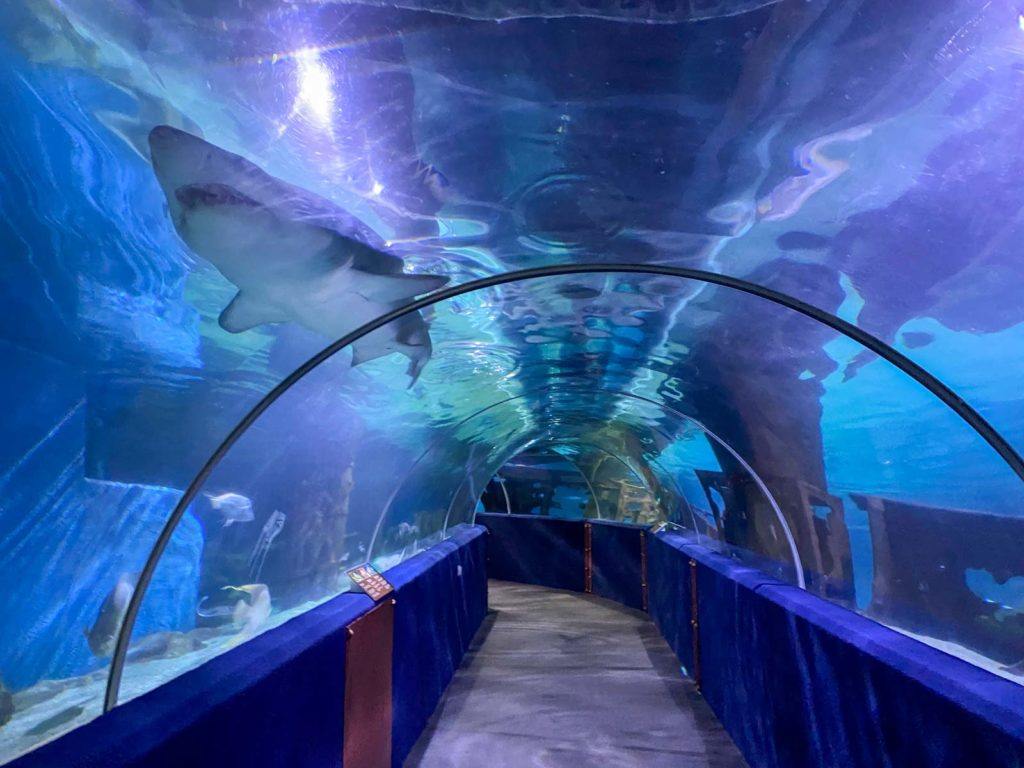 Shark tunnel at Cleveland Aquarium