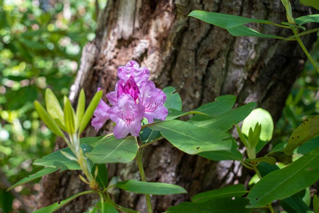 Wild rhododendrons in West Virginia