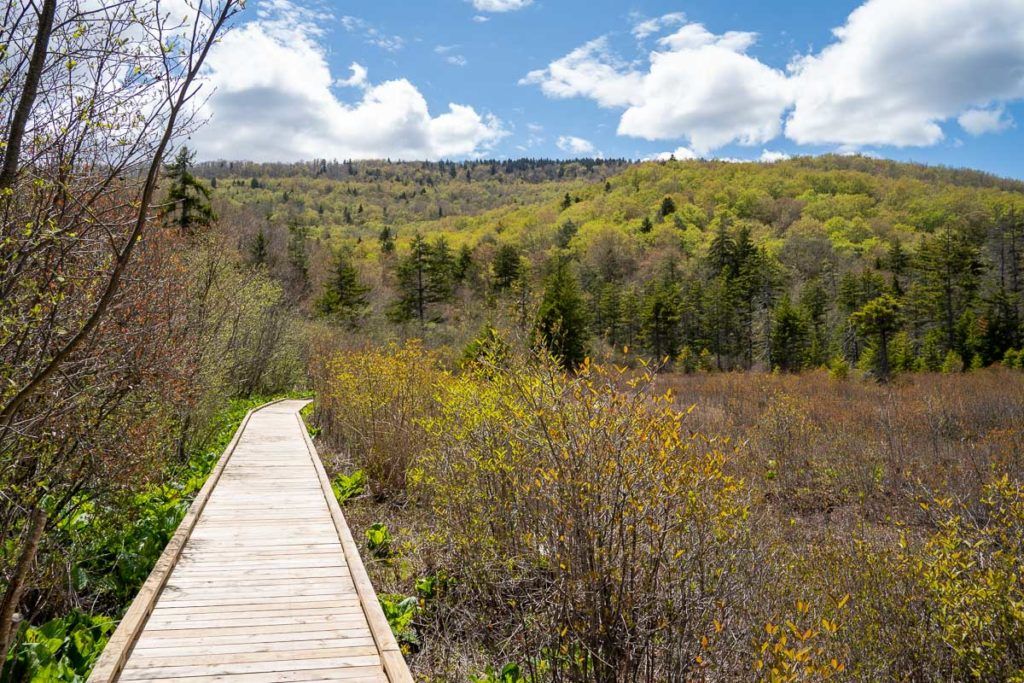 Cranberry Glades bog boardwalk