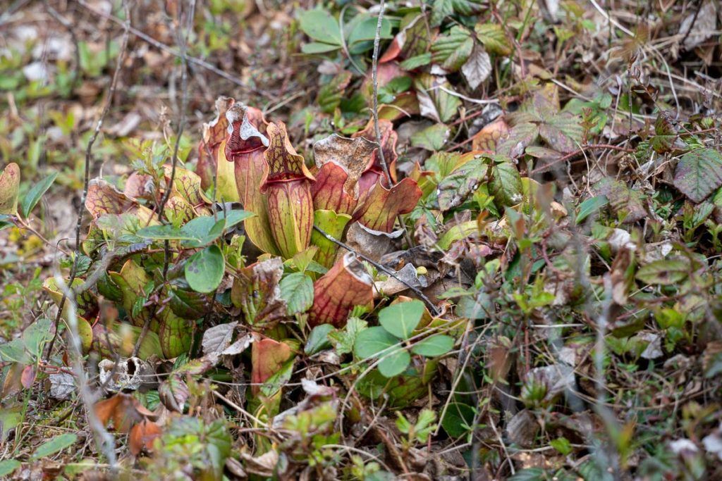 Pitcher plants at Cranberry Glades