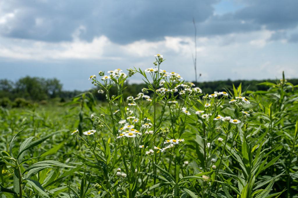 UW-Madison Arboretum