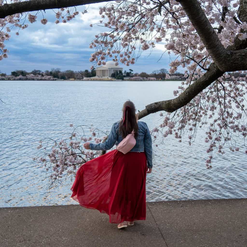 Amanda with DC cherry blossoms