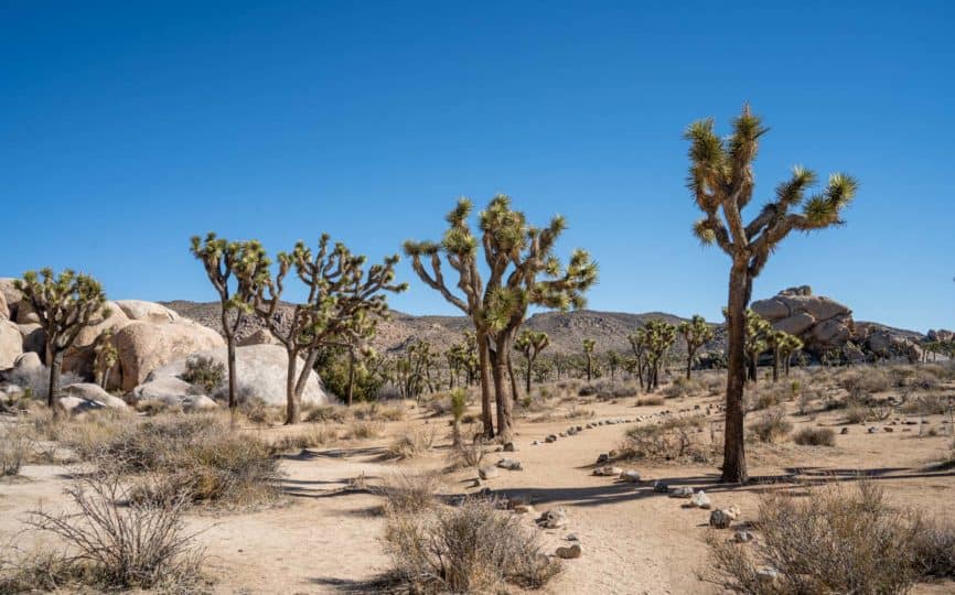 How to See the Highlights of Joshua Tree National Park in One Day