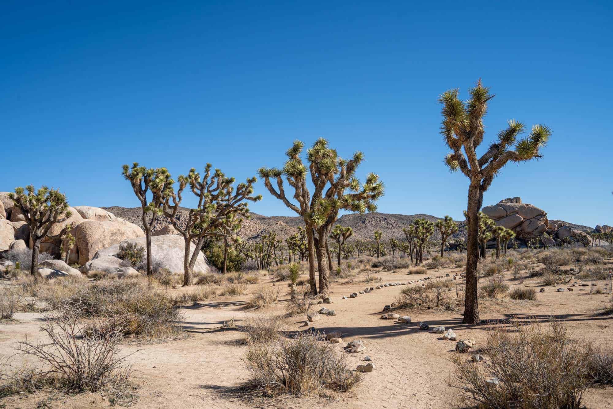 Joshua Tree National Park