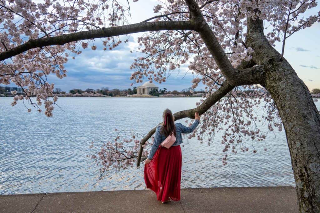 Amanda under a cherry blossom tree at the Tidal Basin