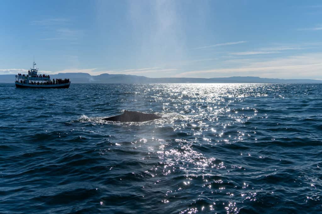 Humpback whale in Husavik