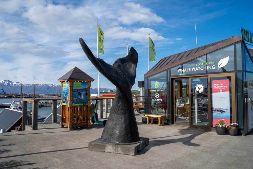 Husavik harbor whale watching shops