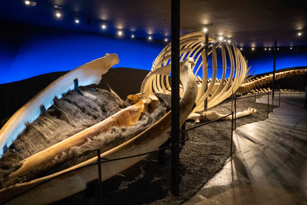 Blue whale skeleton at Husavik Whale Museum