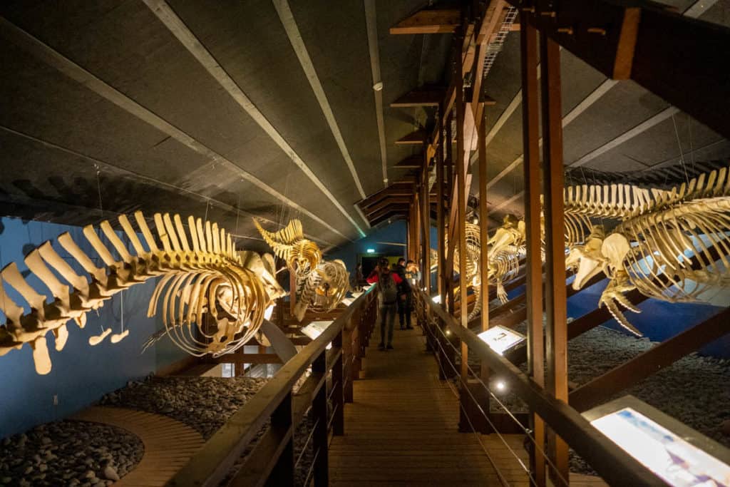 Whale skeletons on display at Husavik Whale Museum