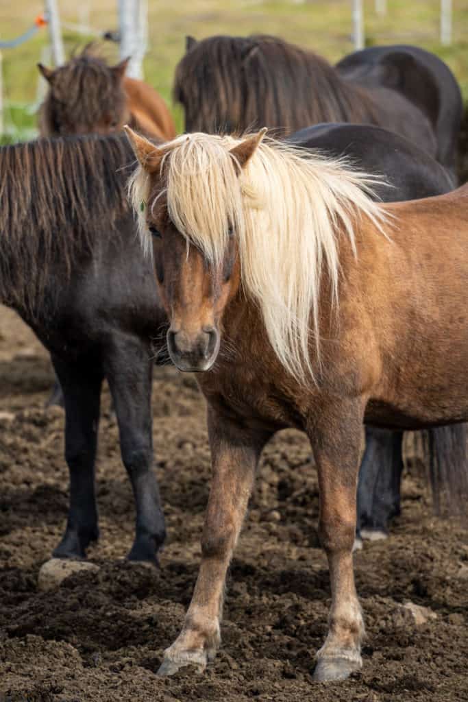 Icelandic horses