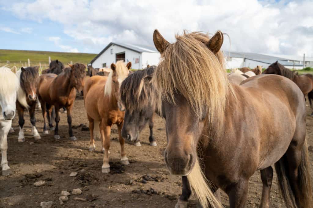 Icelandic horses with bangs