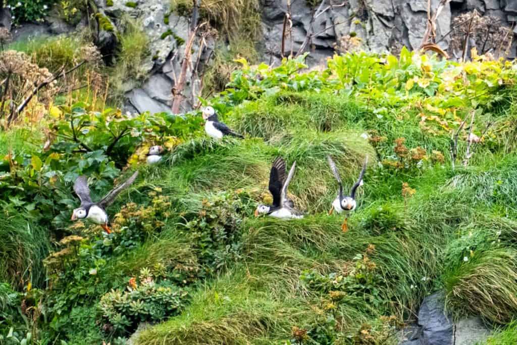 Puffins at Reynisfjara Beach