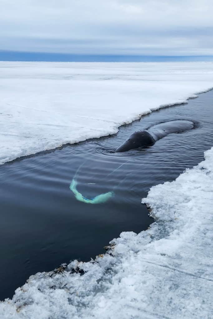 Bowhead whale in a crack in sea ice