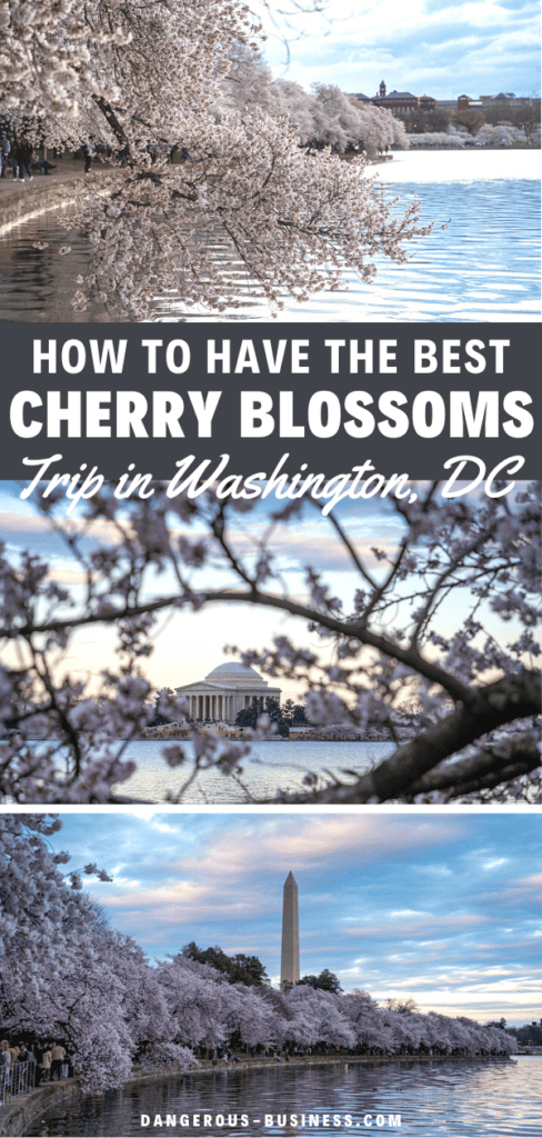Cherry blossoms in Washington DC | Planning a cherry blossom trip to DC