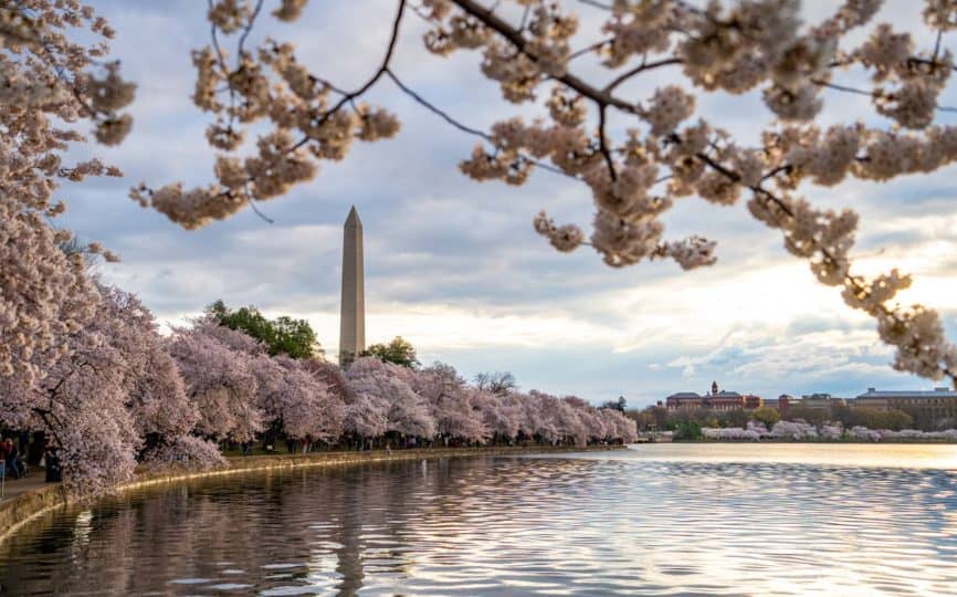 How to See the Cherry Blossoms in Washington, DC (My DC Cherry Blossom Guide + Tips)
