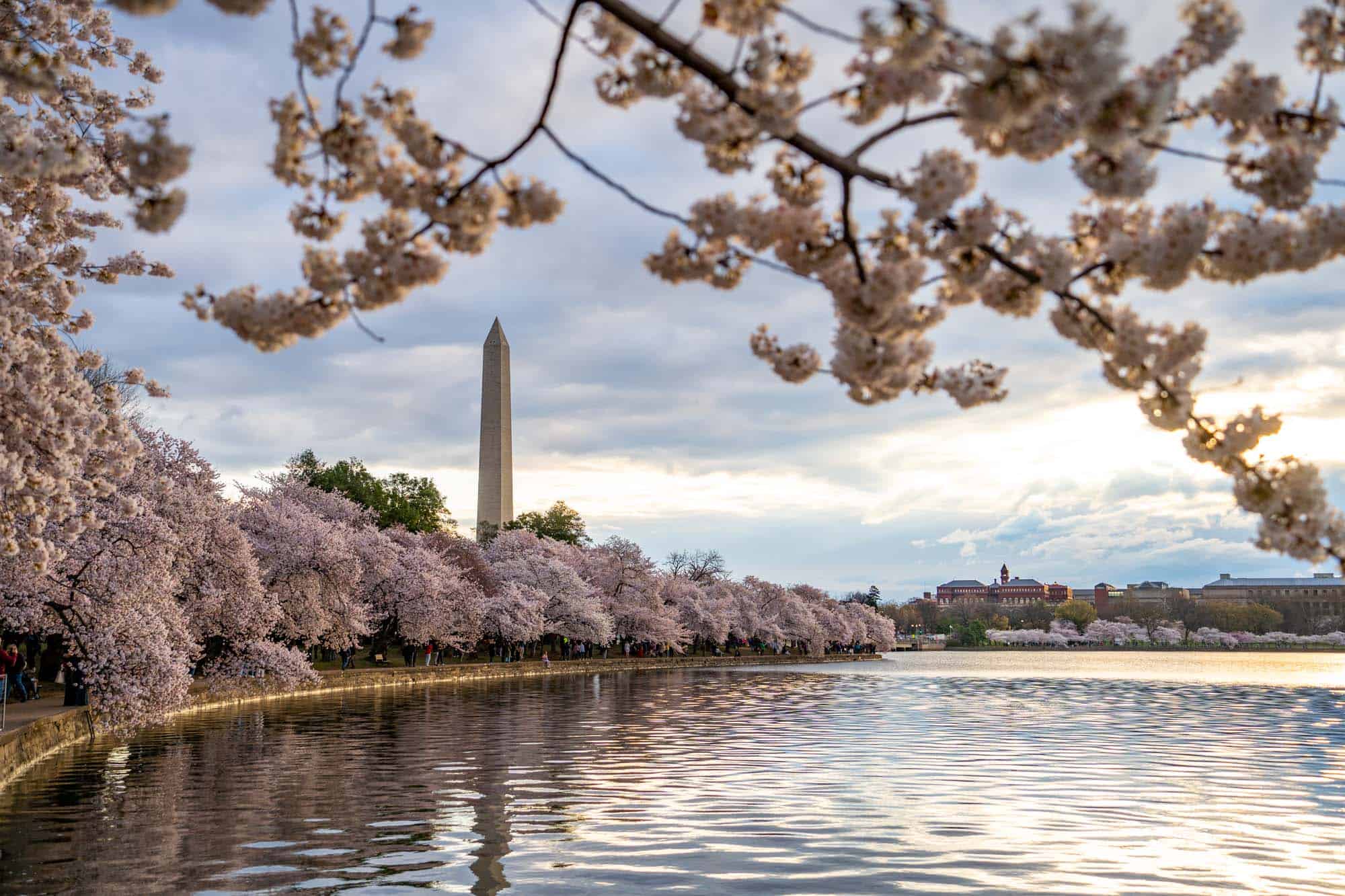 Cherry blossoms at the Tidal Basin in DC
