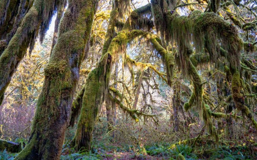 Visiting the Hoh Rainforest in Winter: Everything You Need to Know