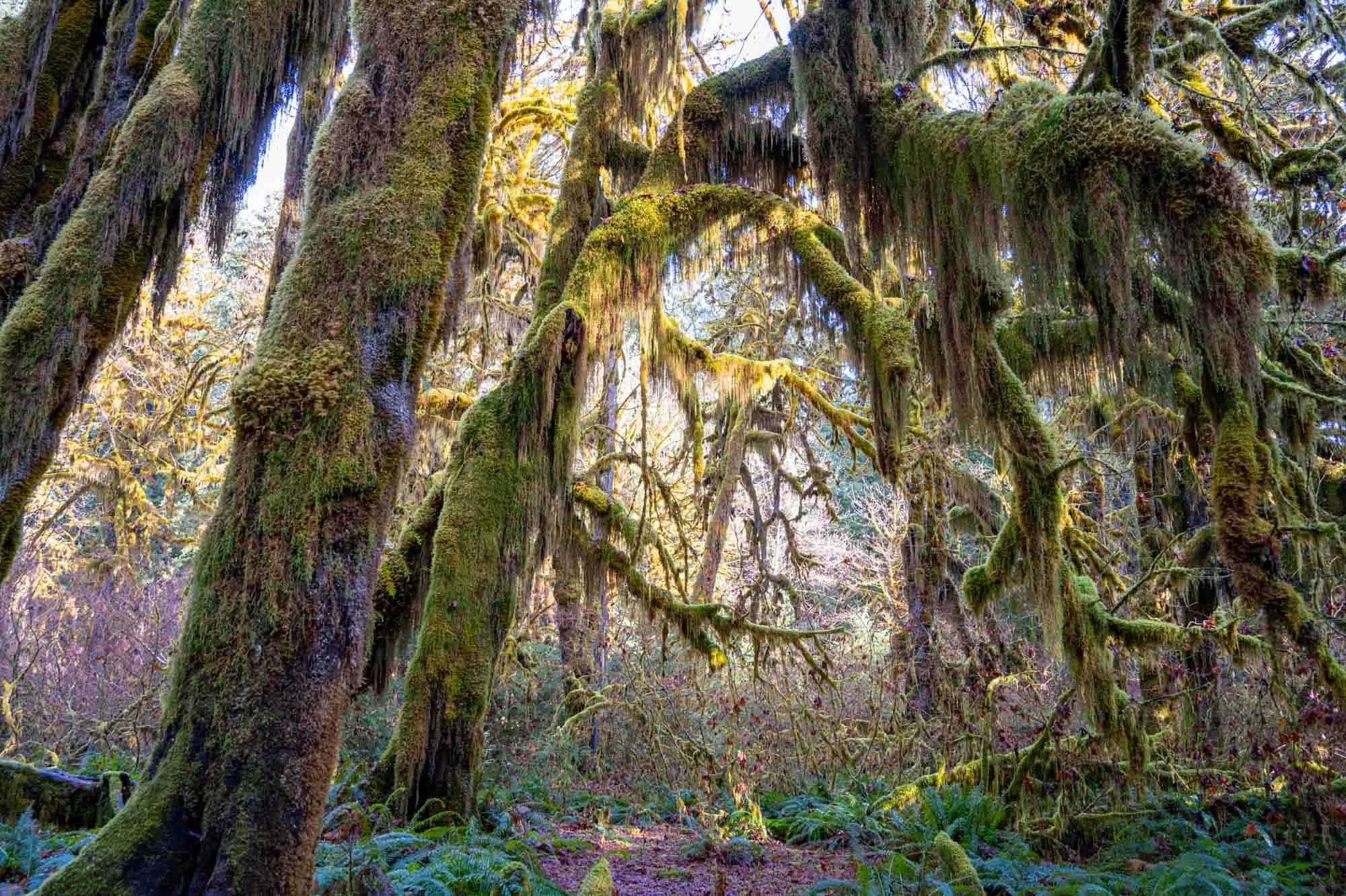 Hoh Rainforest