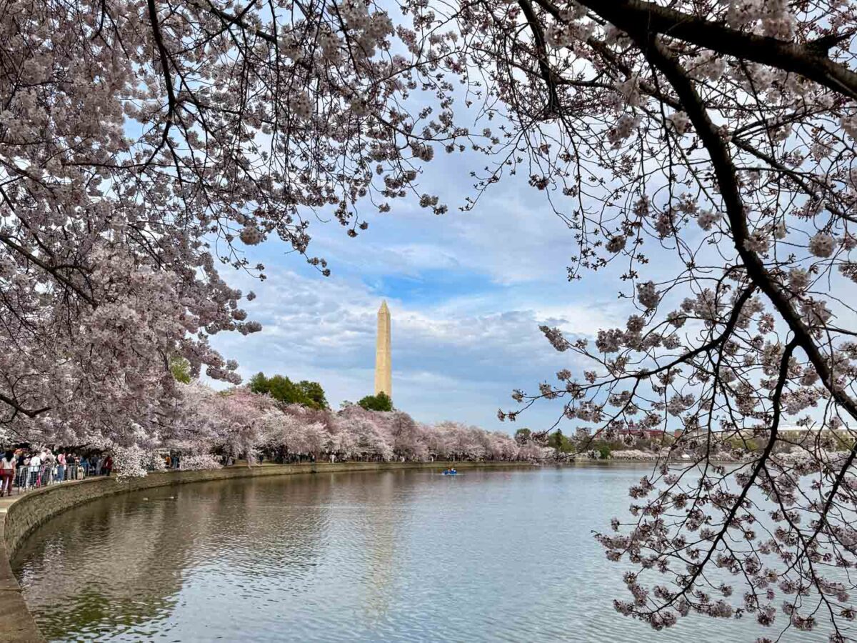 Tidal Basin cherry blossoms in 2025