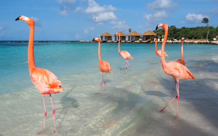 11 Amazing Things To Do in Aruba on Any Trip