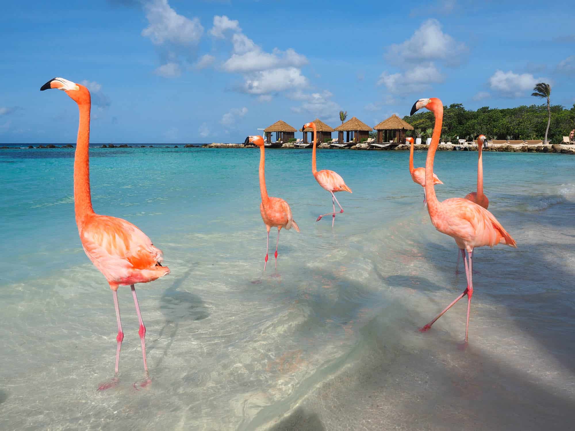 Flamingos in Aruba