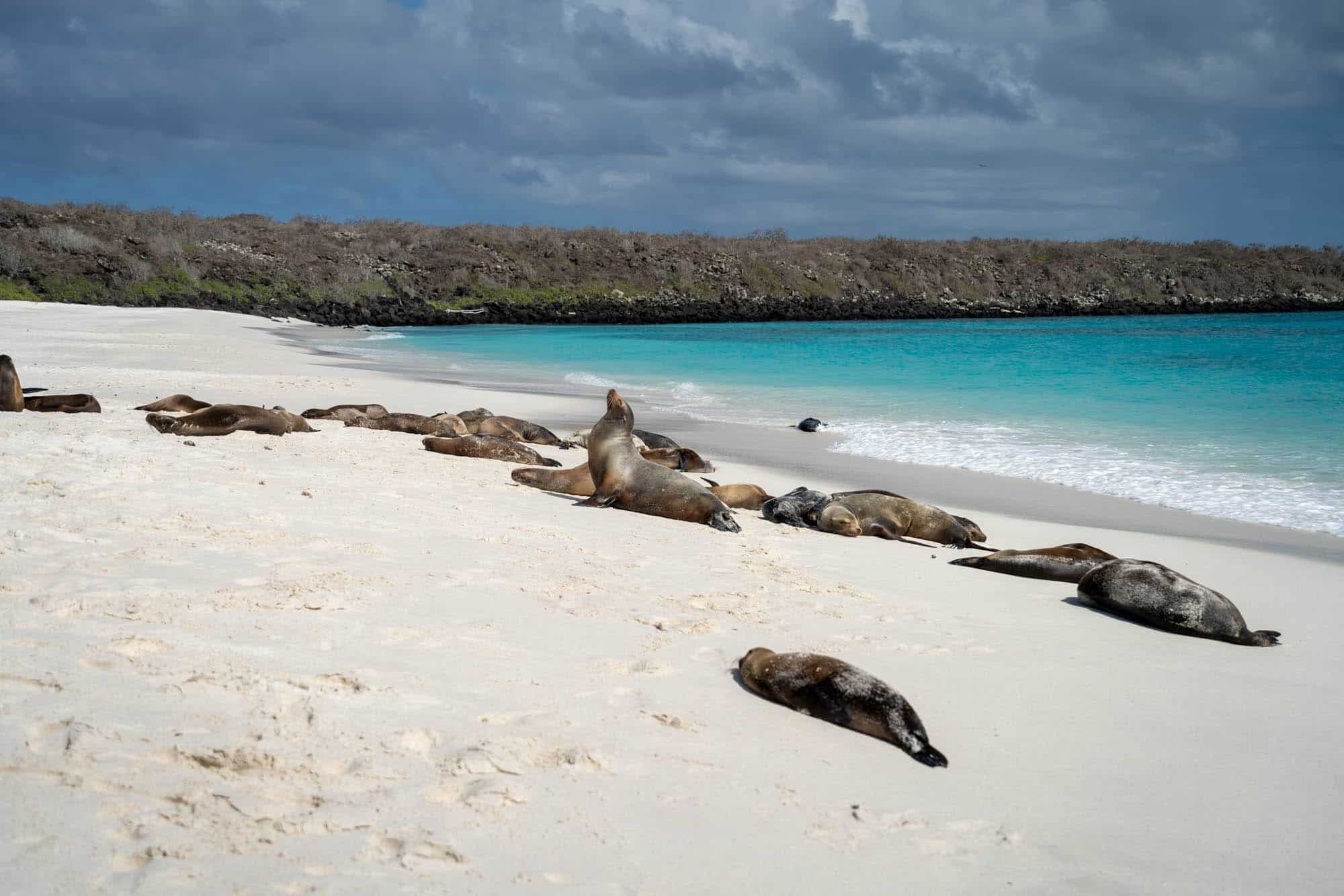 Galapagos Islands beach with sea lions