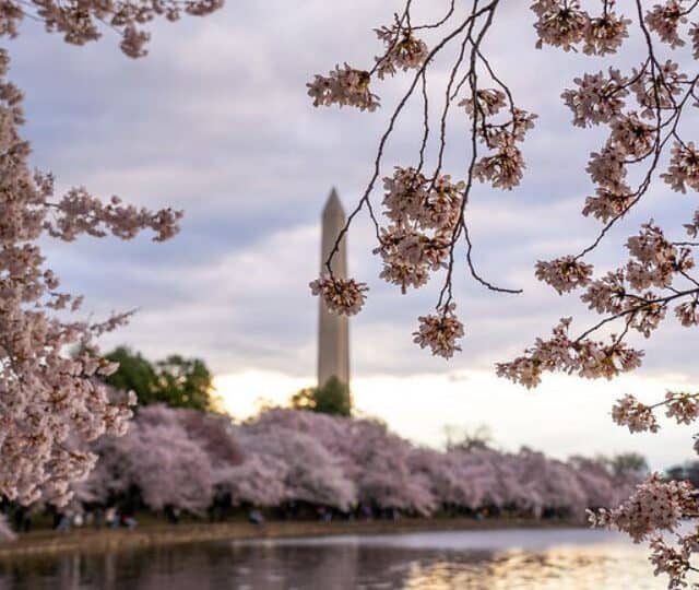 DC Cherry Blossoms