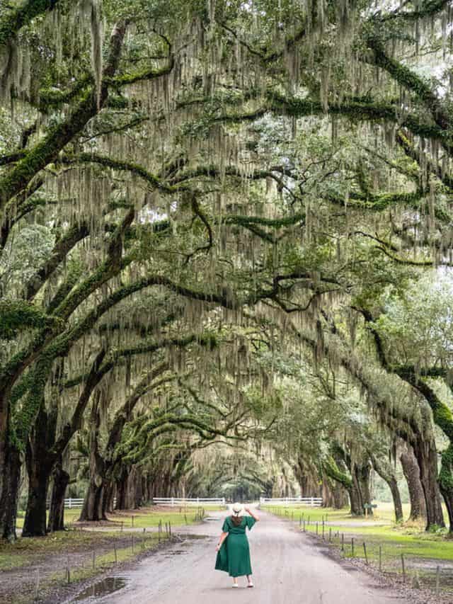 Savannah Ghosts