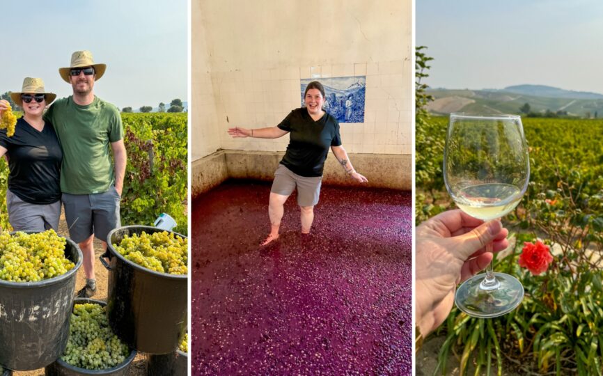 Stomping Grapes in the Douro Valley: A Fun Wine Harvest Tour in Portugal