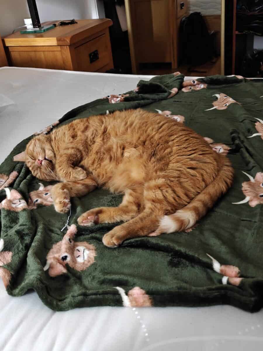 Orange cat sleeping on a bed