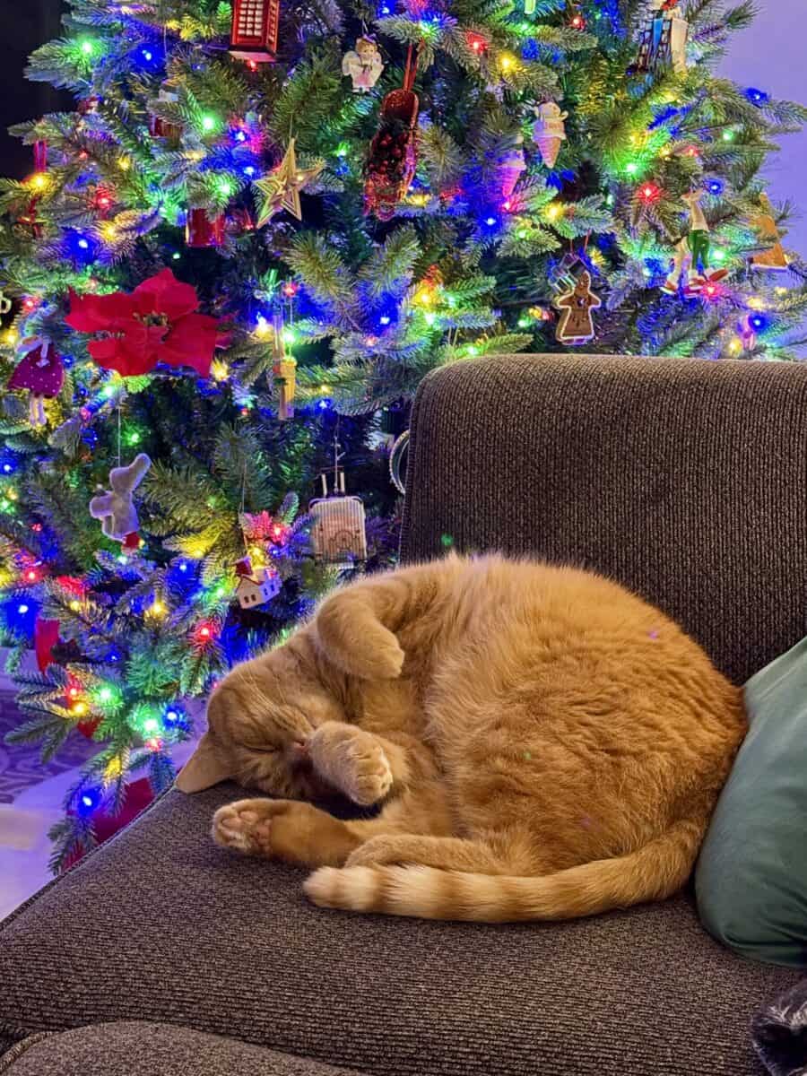 Orange cat sleeping on a couch
