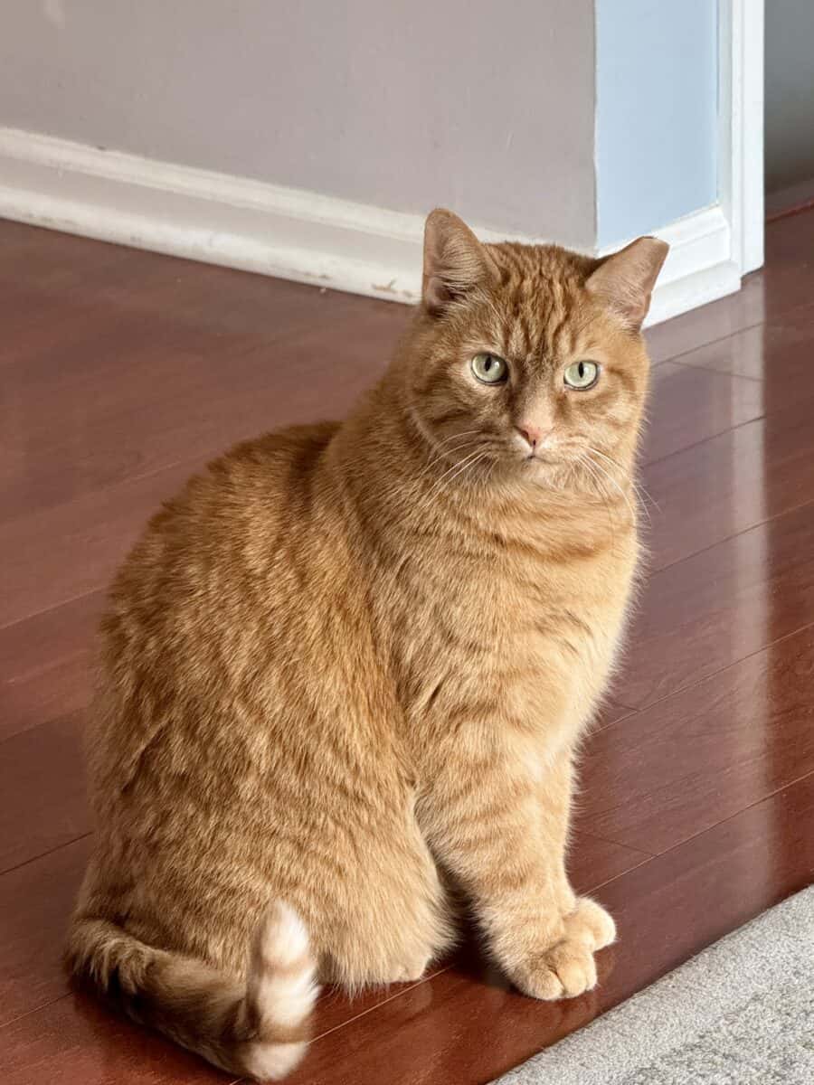 How We Moved Our Cat from the US to UK with Vicuna Air How We Moved Our Cat from the US to UK with Vicuna Air
