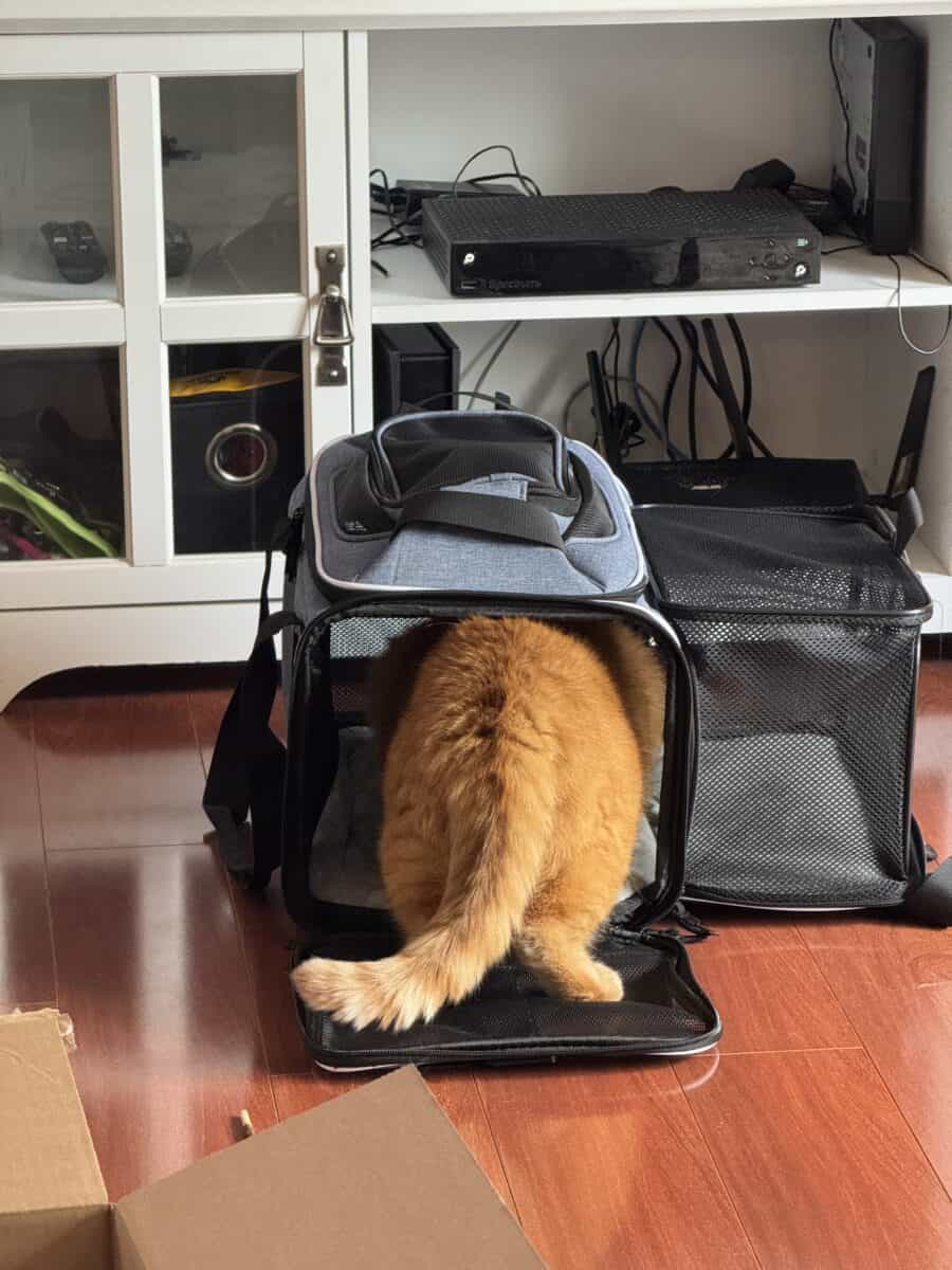 Weasley inside a pet carrier