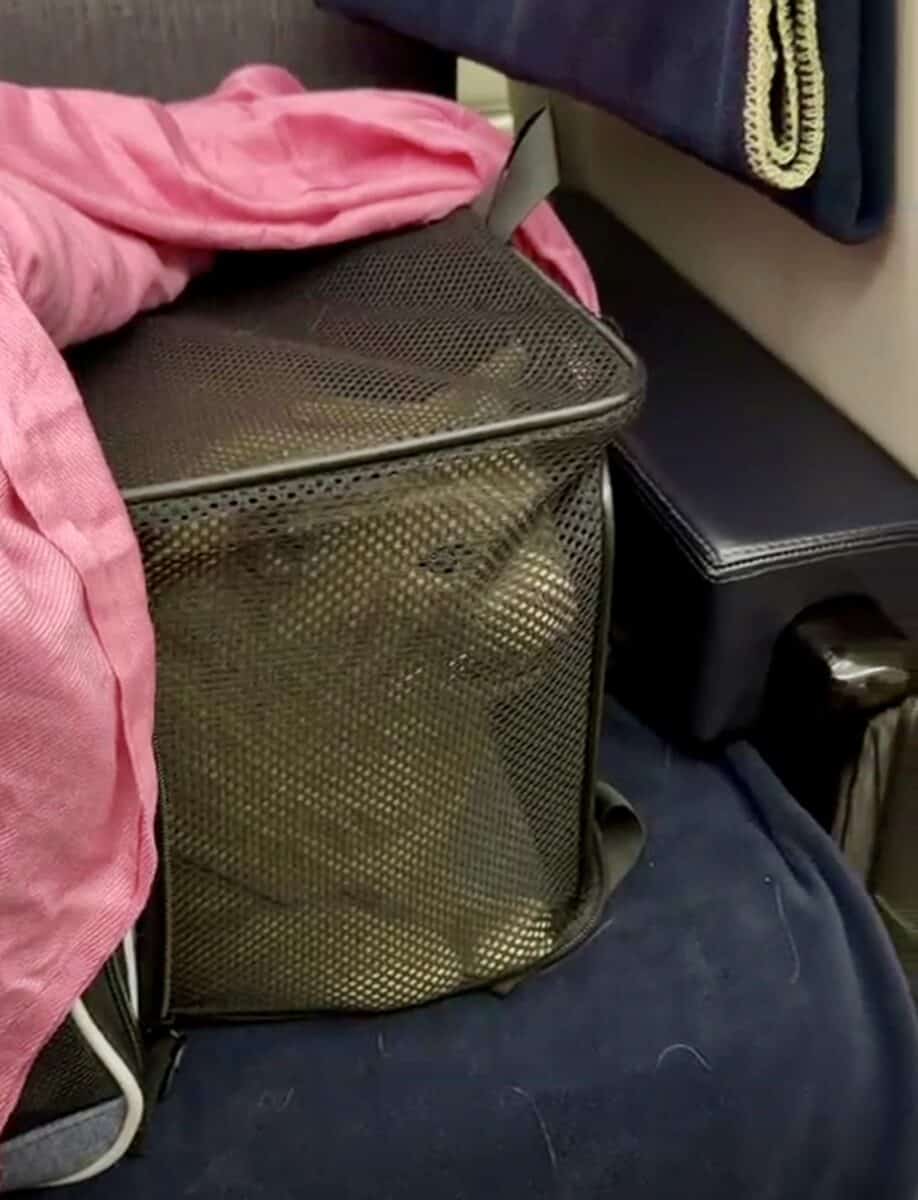 Weasley in carrier on a plane