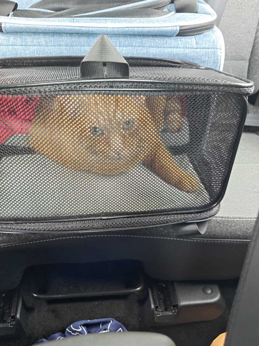 Weasley in a carrier