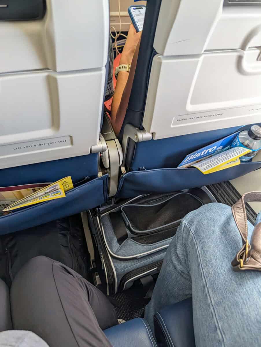Cat on a flight