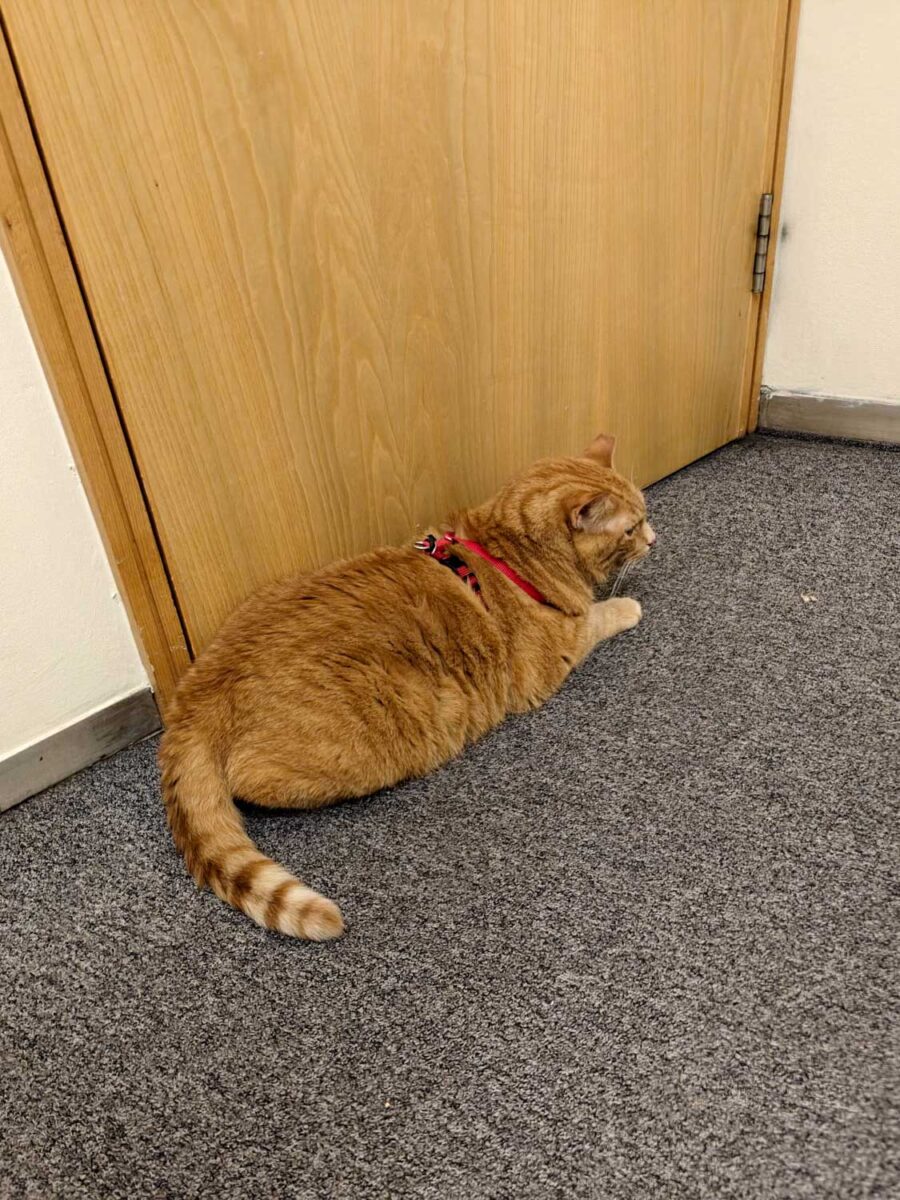 Orange cat in a small room