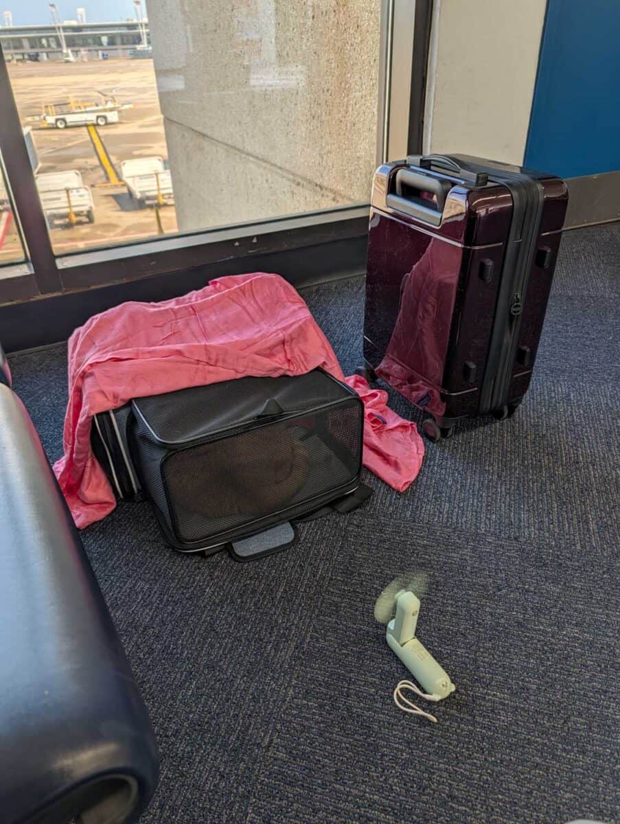 Cat in a carrier at the airport