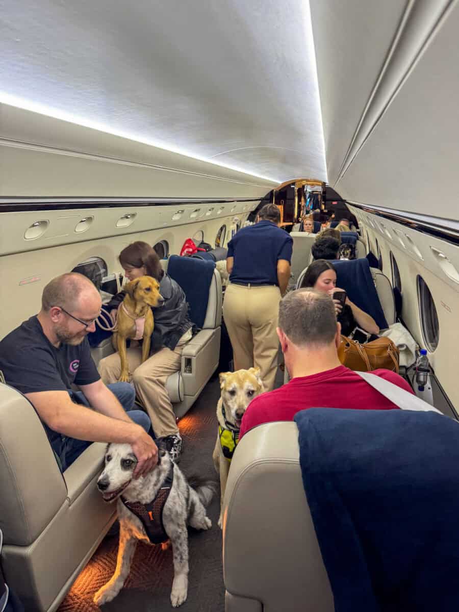 Onboard a Vicuna Air pet charter flight